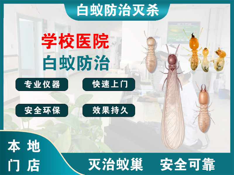 京口区学校医院白蚁防治