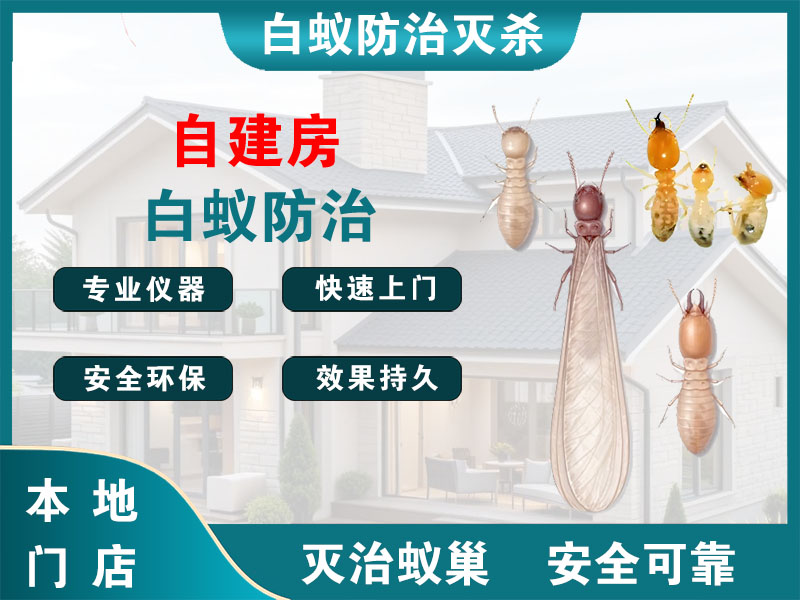京口区自建房白蚁防治