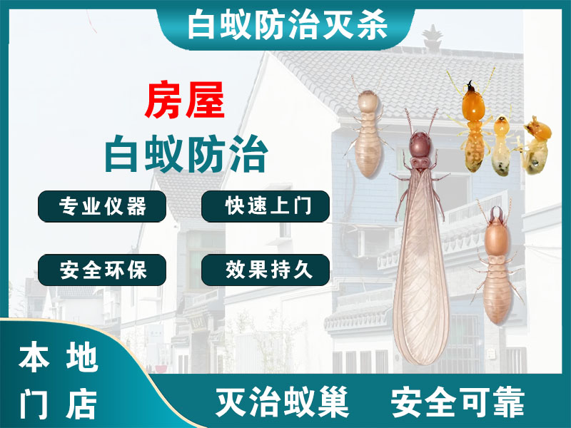 京口区房屋白蚁防治